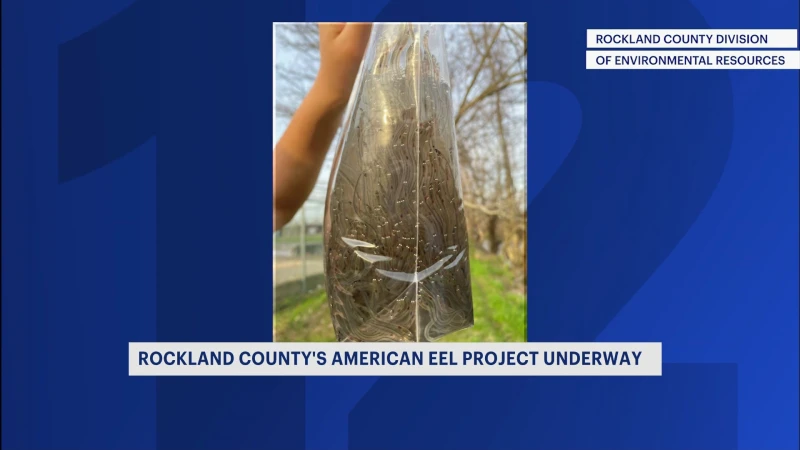 Story image: Rockland County's American Eel Project underway