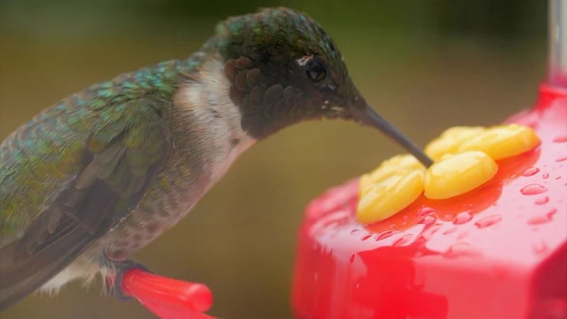 Story image: Spring Arrival: Hummingbirds heading to New York