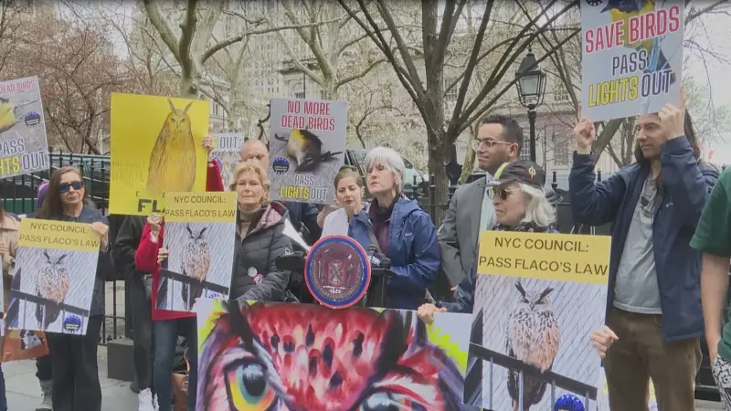 Story image: Central Park owl that died inspires 'Flaco's Law' bills aimed at preventing bird deaths