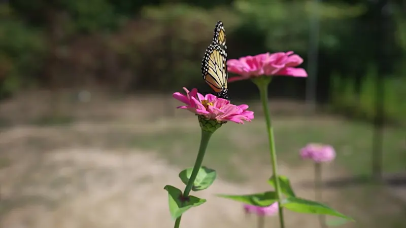 Story image: Made in Connecticut: Backyard Blooms