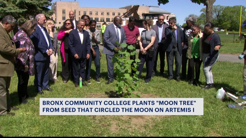 Story image: Bronx Community College over the moon about newest tree planted on campus 