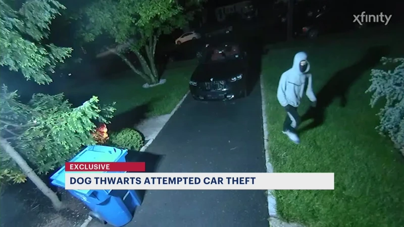 Story image: Homeowner: Dog thwarts thieves' attempt to steal $100K BMW from Woodbridge home