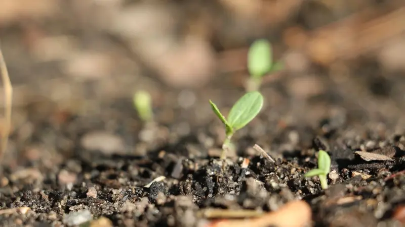 Story image: Garden Guide: Don’t start your plants from seed until you read this