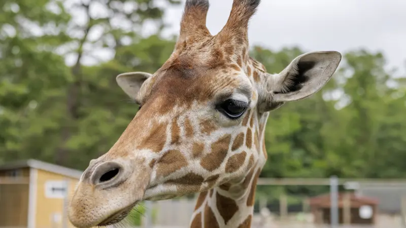 Story image: USDA report: Long Island Game Farm giraffe was malnourished before death