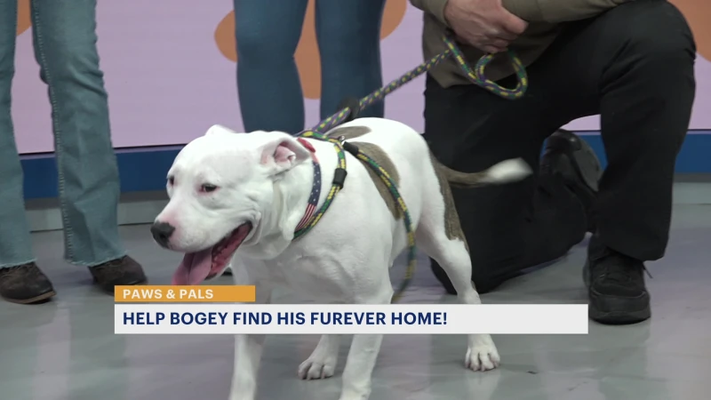 Story image: Paws & Pals: Bogey now up for adoption with JerseyGirls Animal Rescue