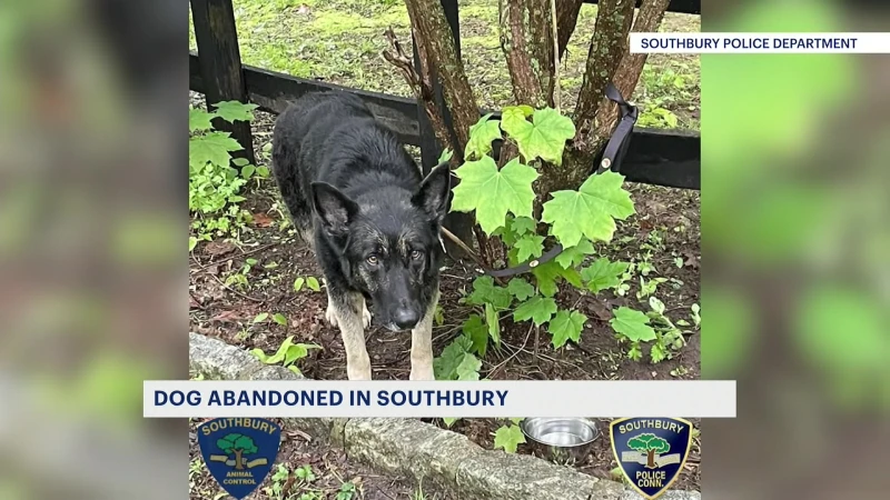 Story image: Southbury police, Animal Control looking to ID person who abandoned and tied up dog to a fence