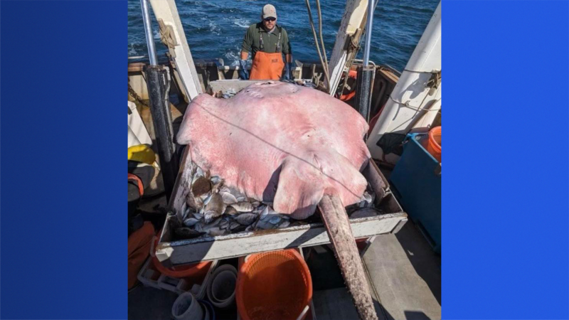 Story image: Long Island Sound Trawl Survey crew catches stingray over 400 pounds