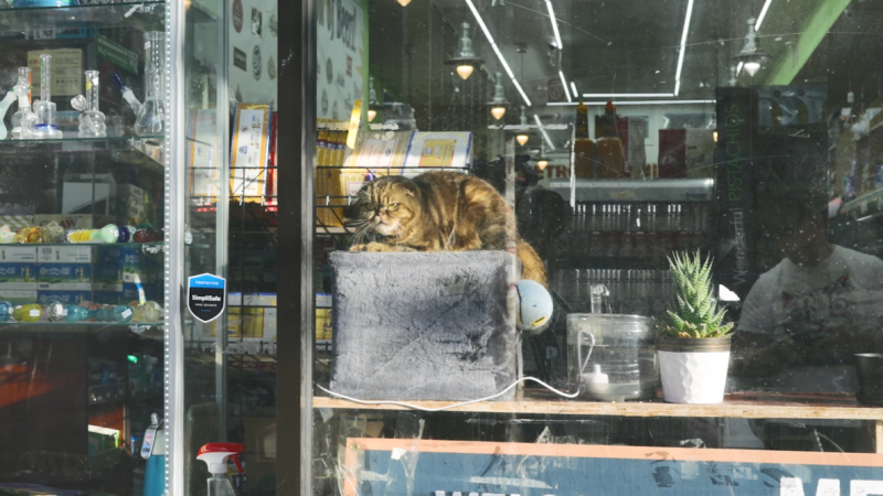 Story image: Working cats - the unsung heroes of city life 