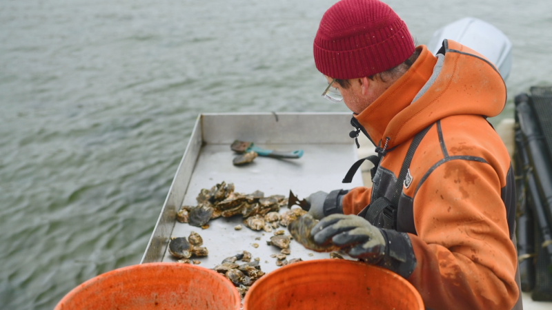 Story image: Diving into the history and future of oysters