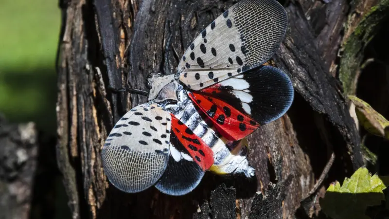 Story image: Have you seen a spotted lanternfly? Here’s what to know about the risk and what to do if you see one.