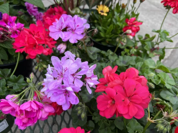 Story image: Garden Guide: This is why you should grow Geraniums this summer