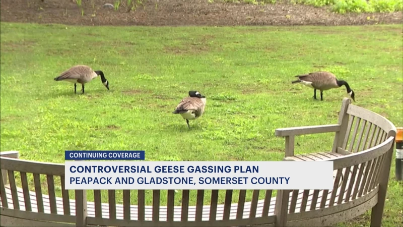 Story image: Peapack-Gladstone residents, business owners split on decision to euthanize geese in borough