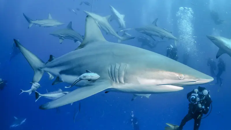 Story image: Did you know some sharks can be pregnant for up to two years? Test your shark knowledge