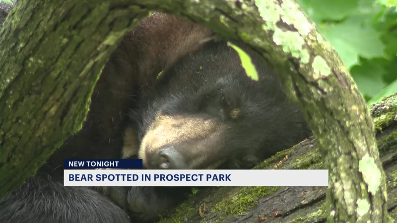 Story image: Prospect Park residents flock to North 16th Street for black bear sighting