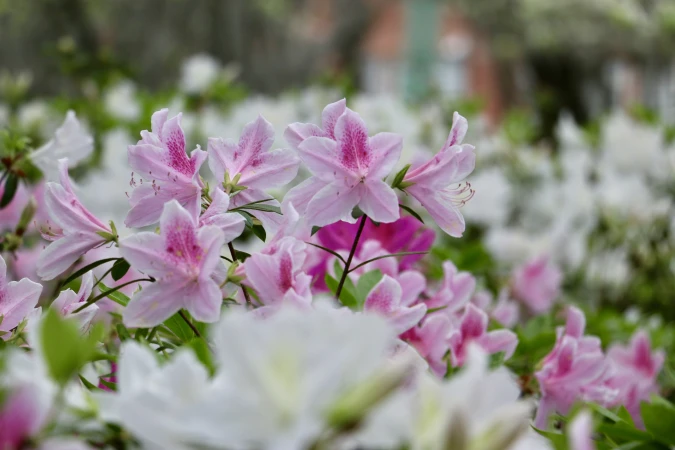 Story image: Garden Guide: Follow these tips for perfect azaleas! 