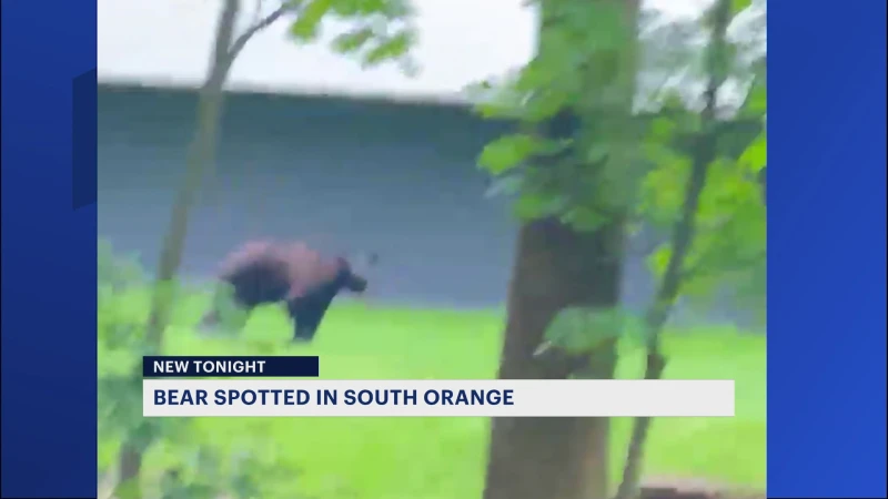 Story image: Bear sighting leads to cancellation of some outdoor school activities in Essex County