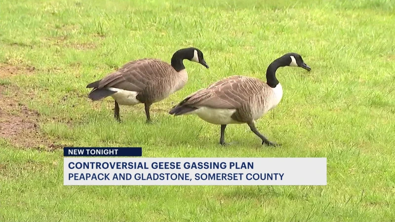 Story image: Peapack-Gladstone officials approve plan to euthanize geese in town