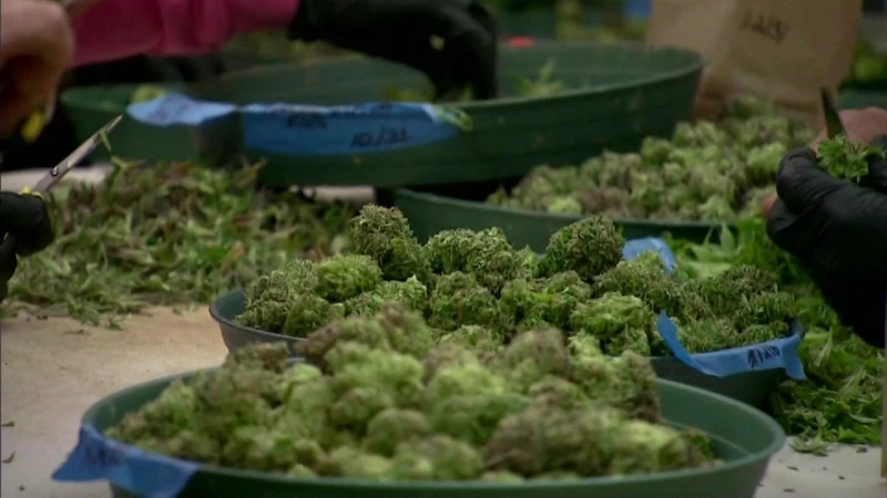 Story image: Resolution expected in lawsuit affecting state's recreational cannabis industry