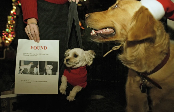 Story image: 9 steps to take if your ‘fur-ever’ friend goes missing