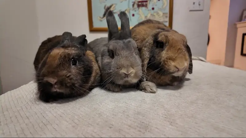 Story image: 3 abandoned bunnies rescued after claims they were used in Anna Delvey photoshoot