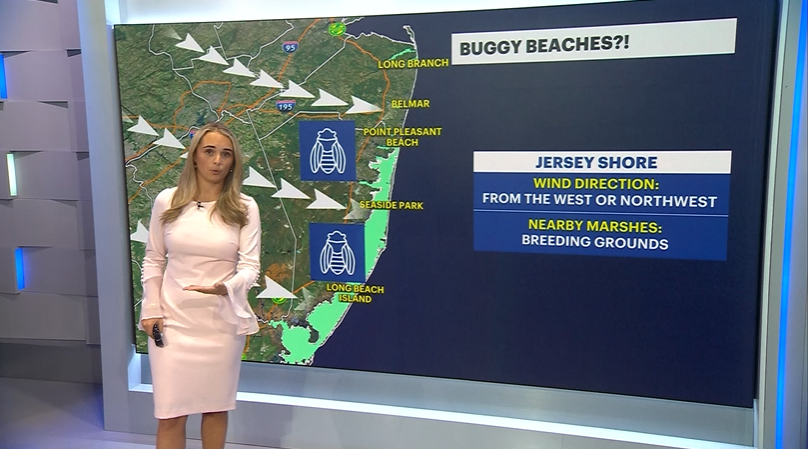 DigitalExclusiveBuggyBeachDaysLByer