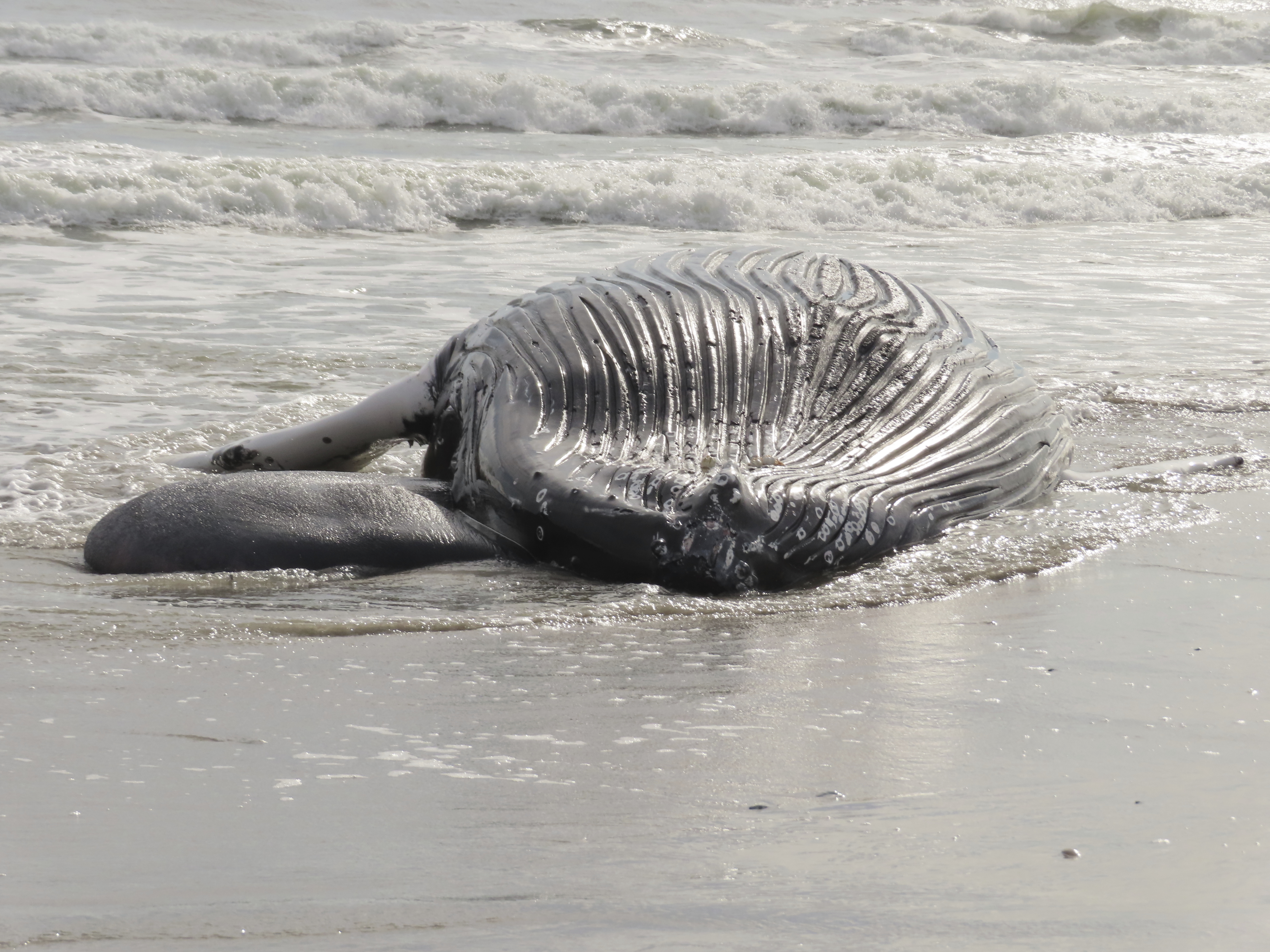 Dead whale in Brigantine