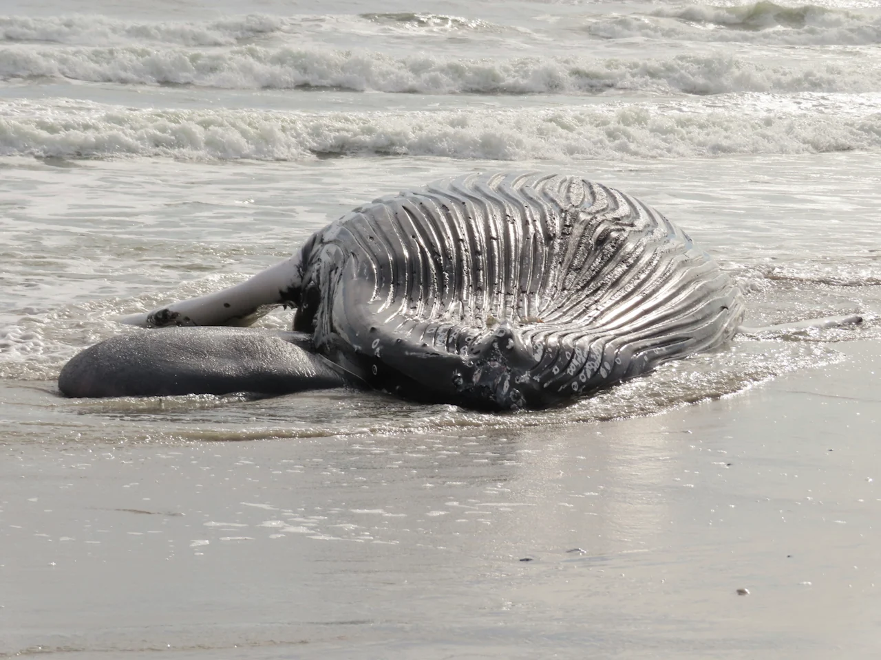 Dead whale in Brigantine