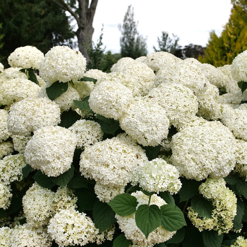 incrediball_storm_proof_smooth_hydrangea_1.jpg