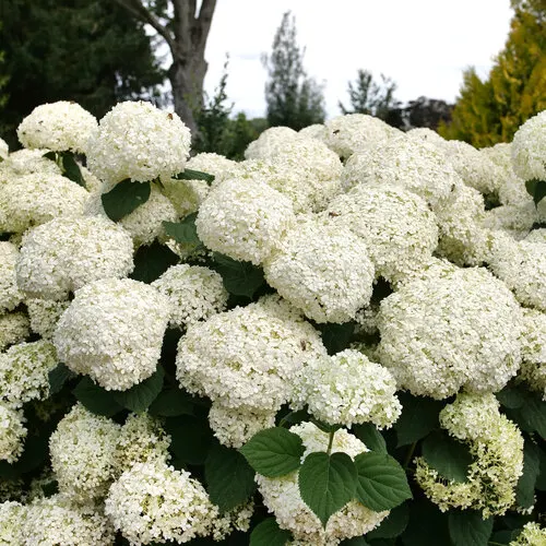 incrediball_storm_proof_smooth_hydrangea_1.jpg