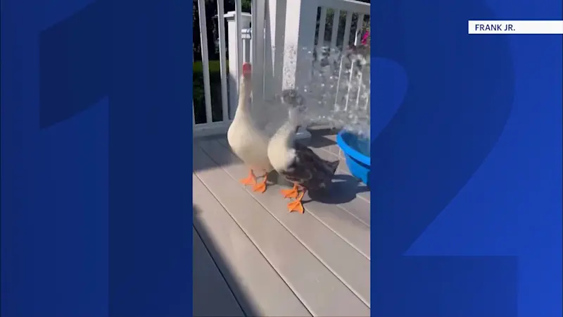 Story image: Viewer keeps ducks cool during extreme heat in Hudson Valley
