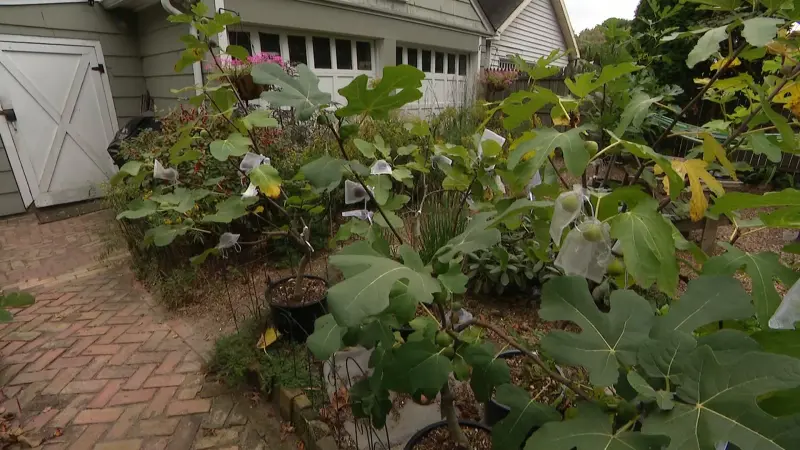 Story image: Garden Guide: How to grow a fig tree in a small space