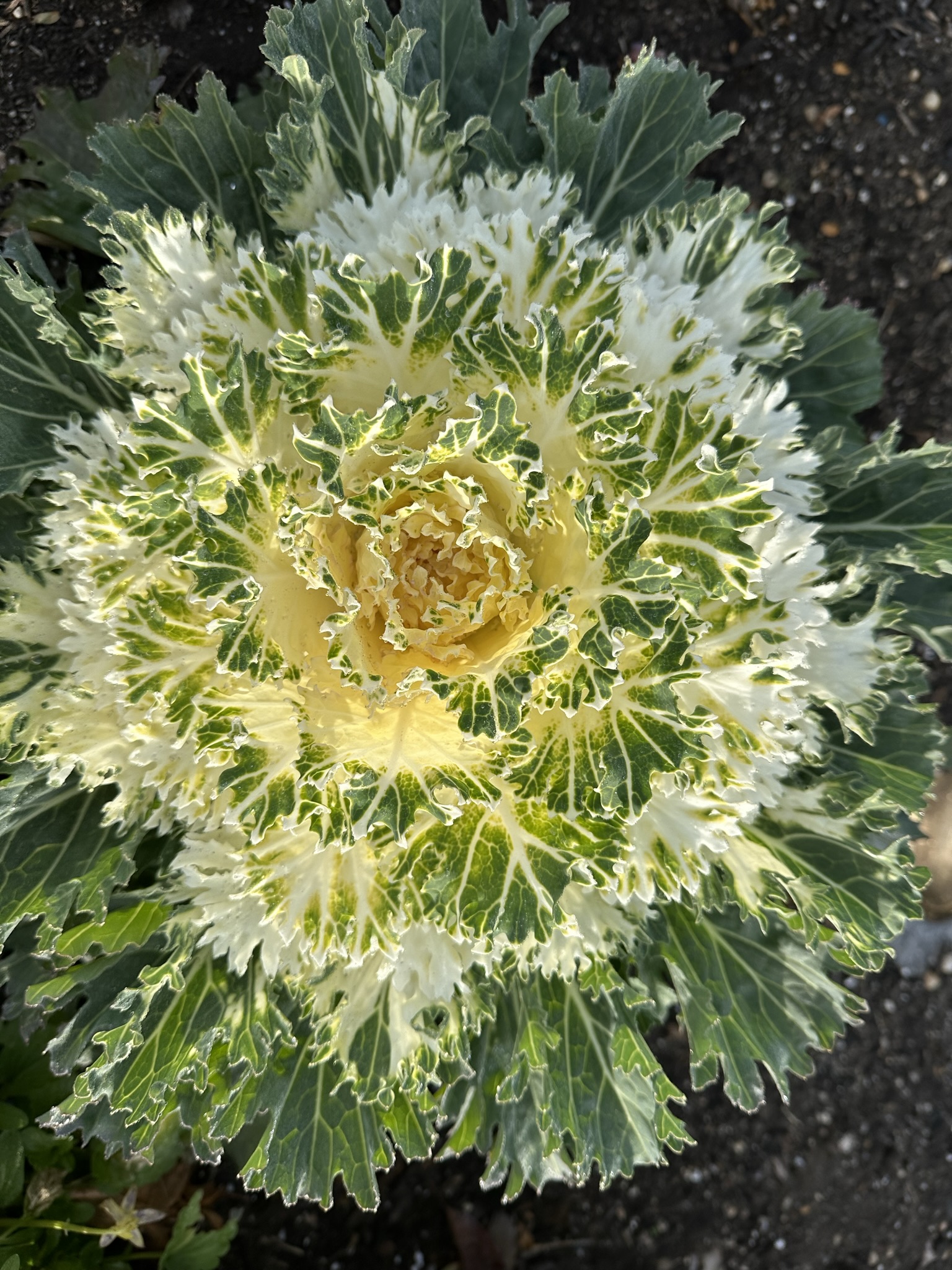 Ornamental Cabbage.JPEG