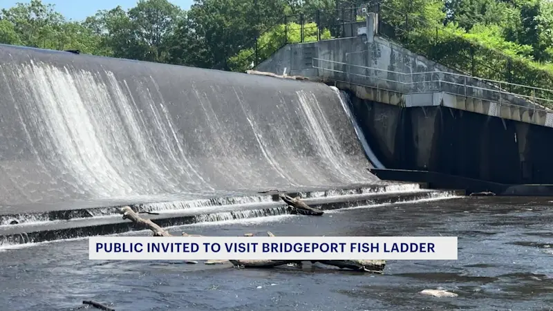 Story image: Beardsley Park opens its fish ladder