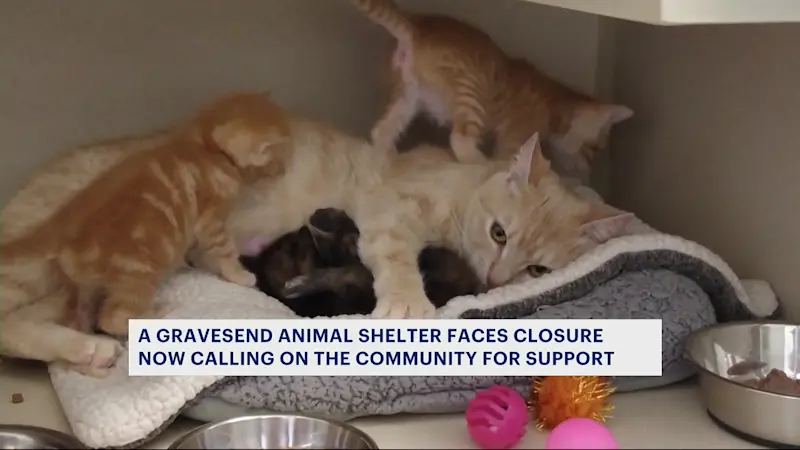 Story image: Gravesend animal rescue faces closures which would leave dozens of animals in limbo