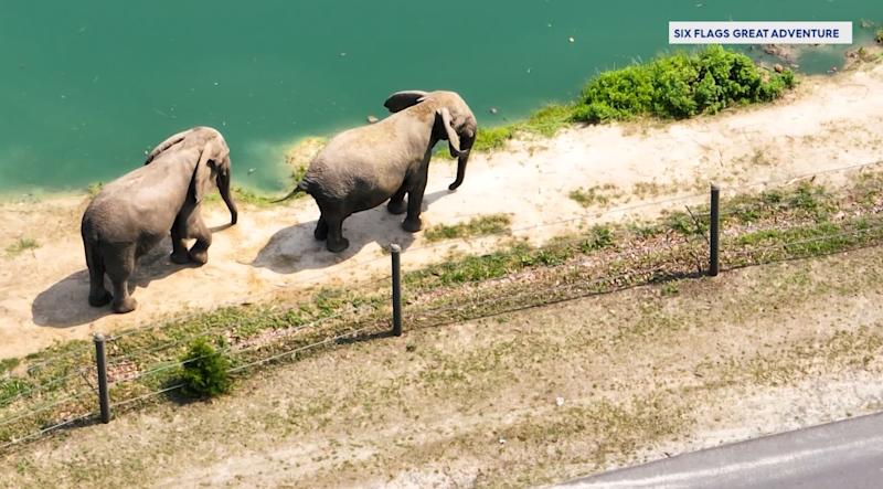 Story image: USDA evaluating complaint over elephant care at Six Flags Great Adventure
