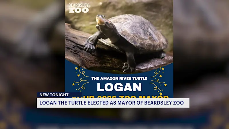 Story image: Shell-ebrate: Logan the Amazon River Turtle elected mayor of the Beardsley Zoo