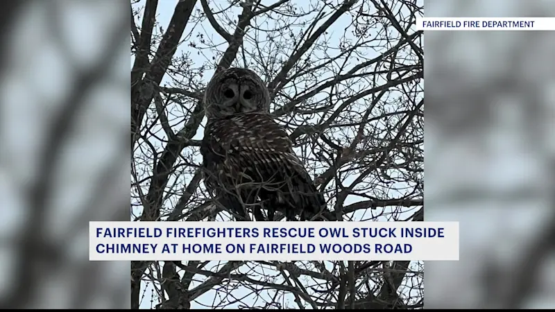 Story image: Fairfield firefighters rescue owl trapped inside chimney