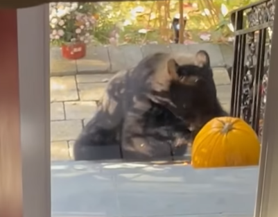 Bear sighting in Orange prompts warning from town land trust 