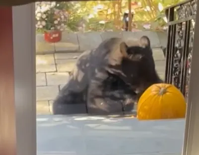 bear 2