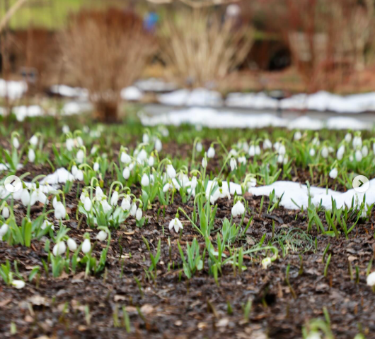snowdrops.png