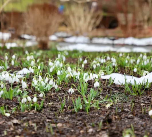 snowdrops.png