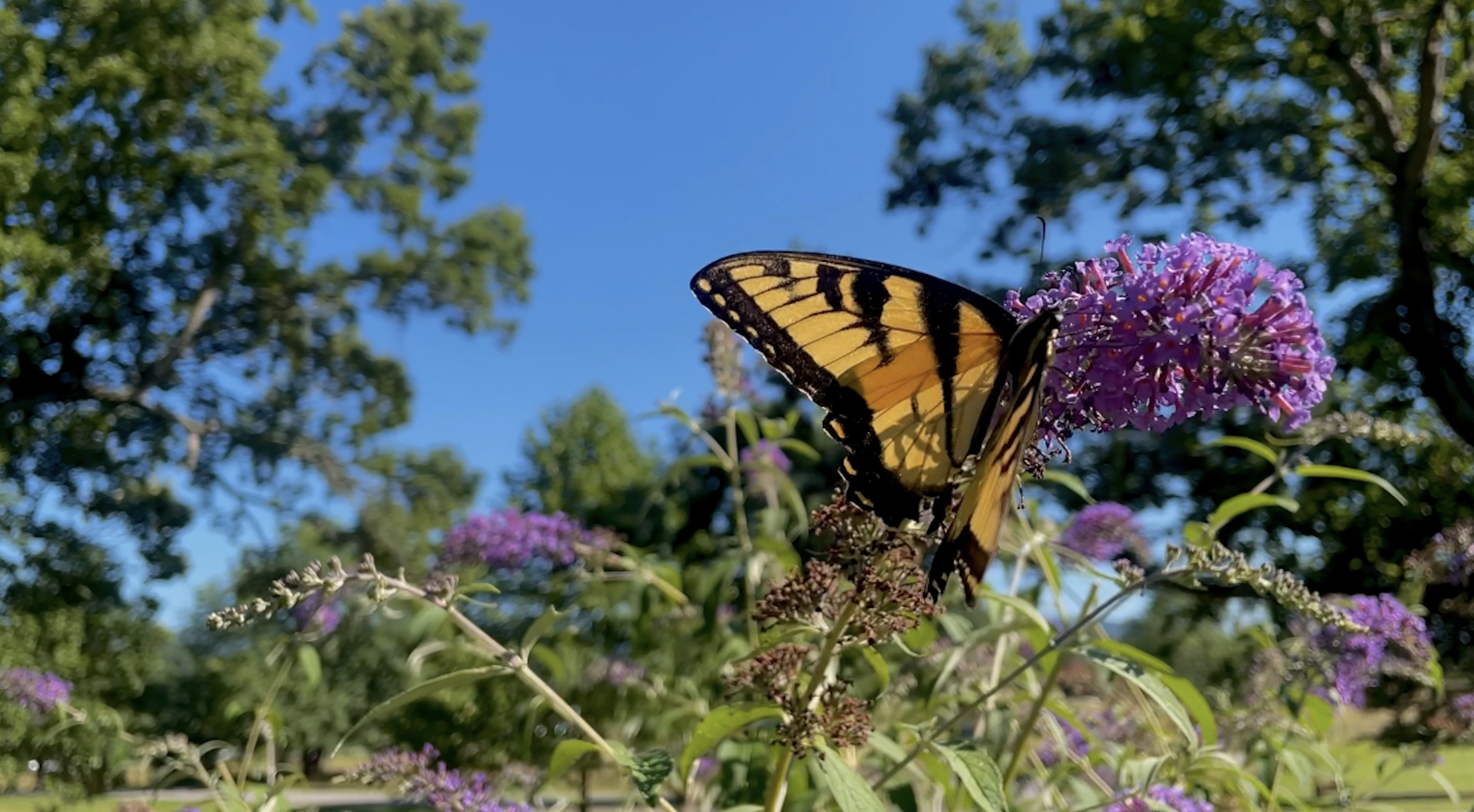 Article 303125 Hero Image