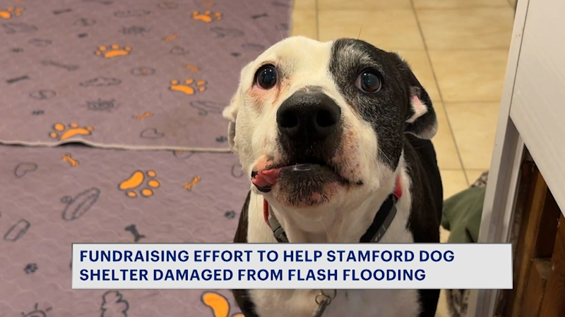 Story image: Community rallies around Stamford dog sanctuary devastated by July flash flooding