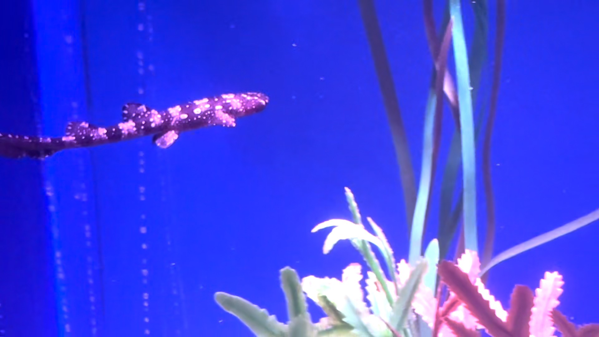 Baby Bamboo Shark at SEA LIFE New Jersey in New Nursery Exhibit.jpg