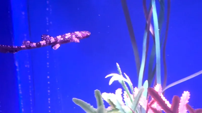 Baby Bamboo Shark at SEA LIFE New Jersey in New Nursery Exhibit.jpg