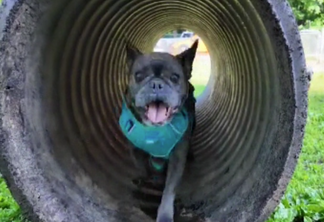 Story image: Greenwood Lake's Bark Park is a hit with dogs and owners