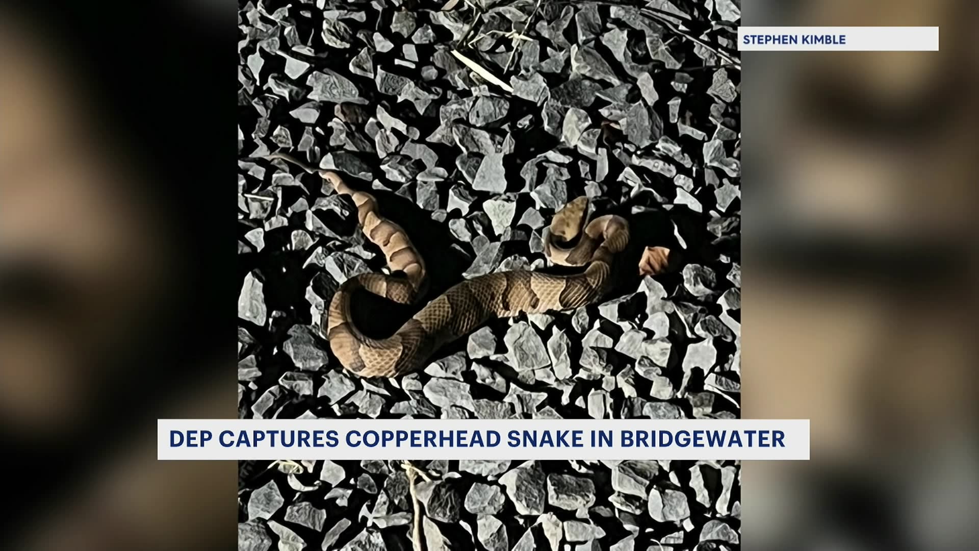Bridgewater man finds copperhead snake under trash can