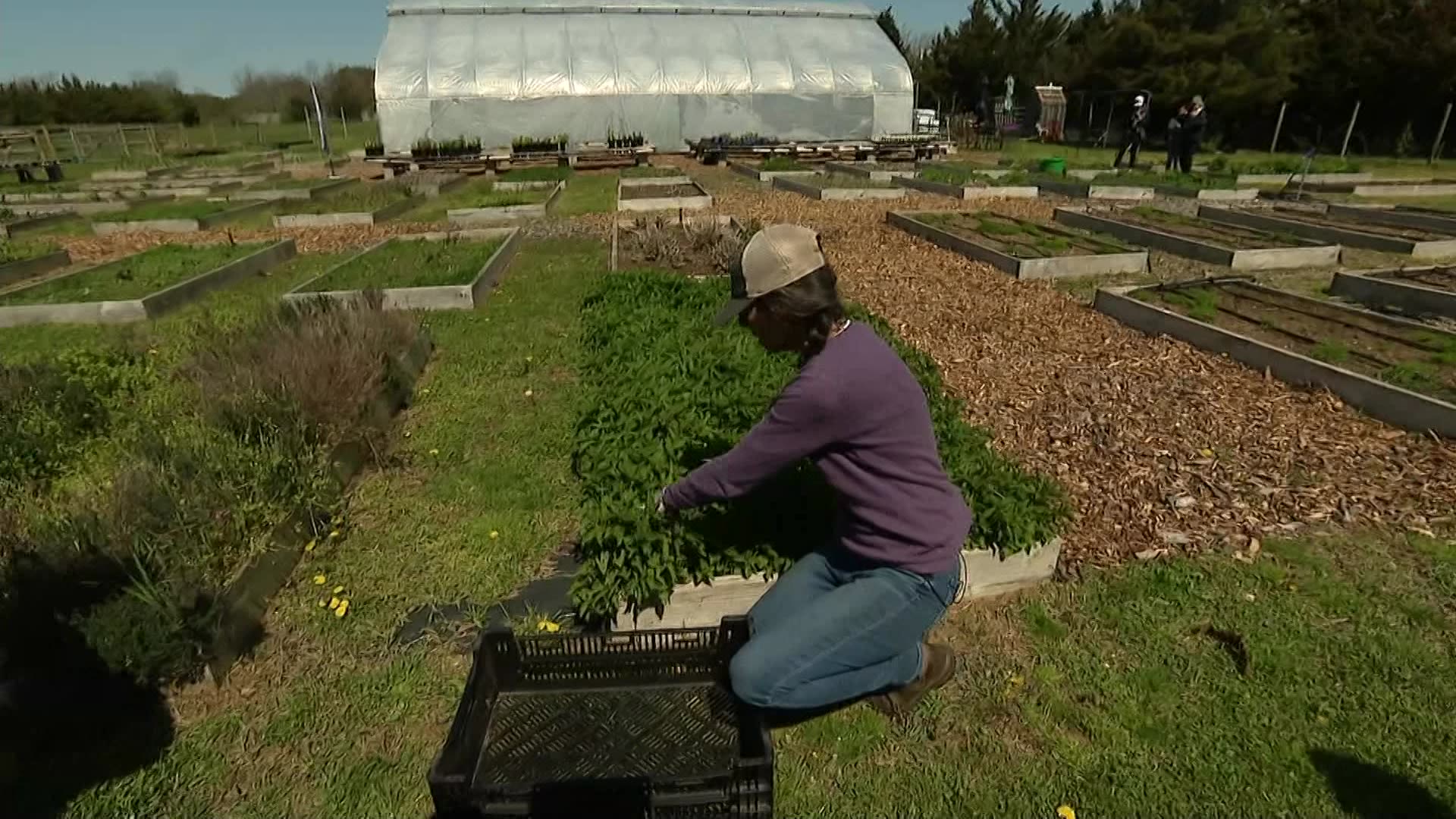 East End Herrick Lane Farm