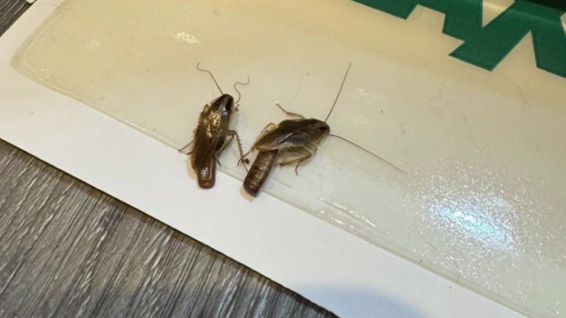 Fairfield Issue MS 042626_2026-04-28-17-44-54