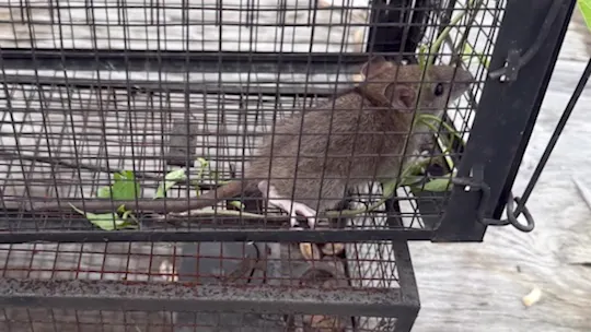 Rat Update MS 072426_2026-07-24-22-04-04